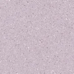 Yenisey Taro Purple